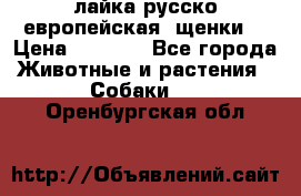 лайка русско-европейская (щенки) › Цена ­ 5 000 - Все города Животные и растения » Собаки   . Оренбургская обл.